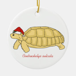 Enfeites de natal da tartaruga de Sulcata