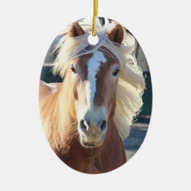 Enfeites de natal de Haflinger (Frente)
