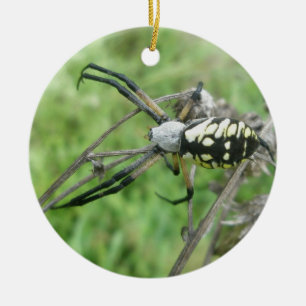 Enfeites de natal do aurantia do Argiope do