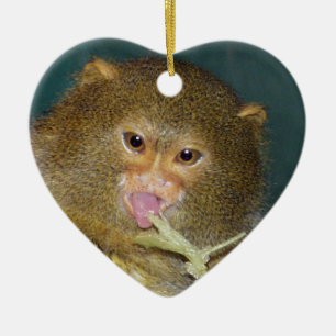 Enfeites de natal do Marmoset de pigmeu