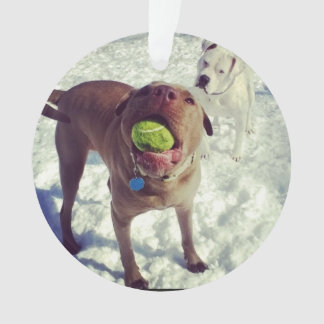 Enfeites de natal do pitbull