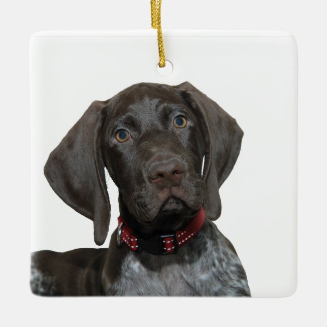 Enfeites de natal Grizzly brilhante (Frente)