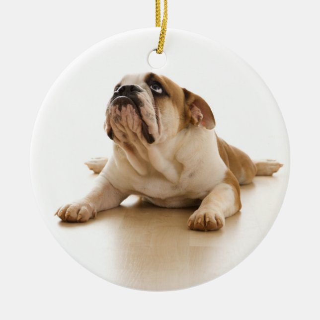 Enfeites de natal ingleses do buldogue (Frente)