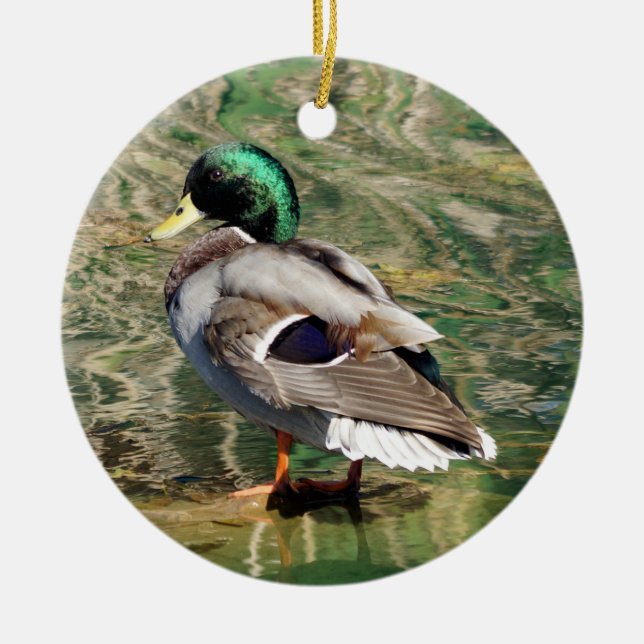 Enfeites de natal Mallard Duck (Frente)