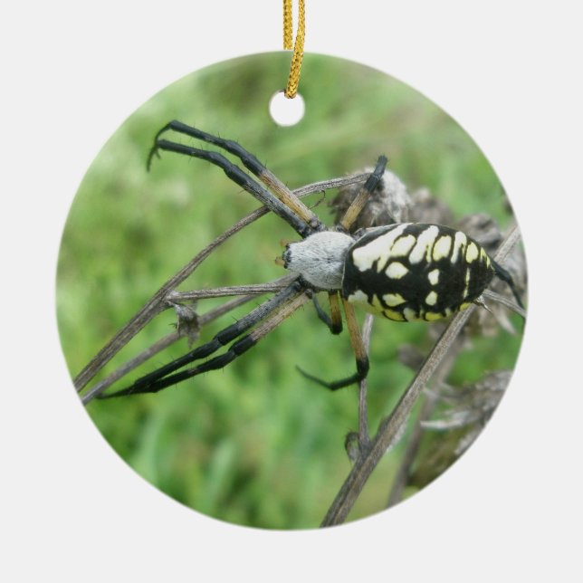 Enfeites de natal Orb Weaver Argiope aurantia (Frente)