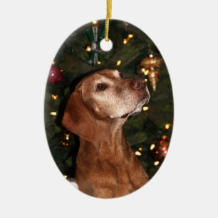 Enfeites de natal (Paris)