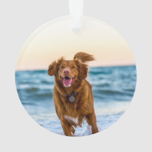 Enfeites de natal Pet Personalizados