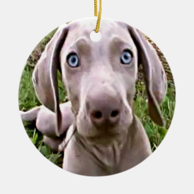 enfeites de natal "WEIMARANER" (Frente)