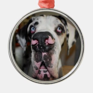 Enfeites para dogue