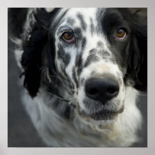 English Setter Poster Impressão