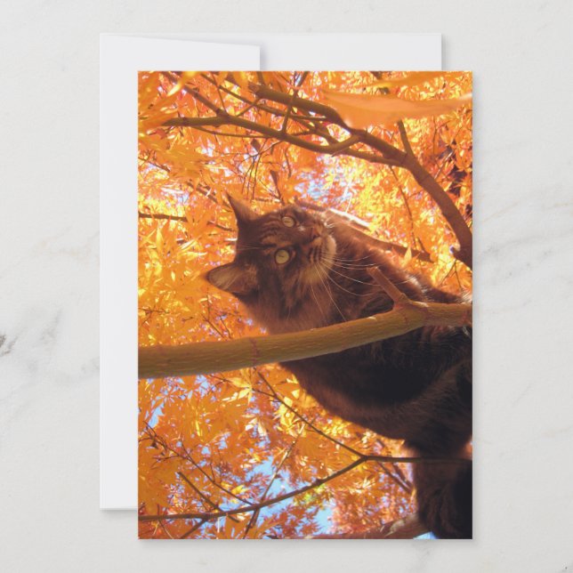 Engraçado Engraçado, sobe-Gatinho-de-casulo (Frente)