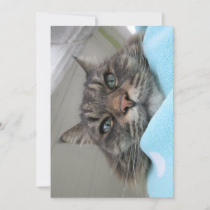 Engraçado, Engraçado, Sonho de Gatinho do Maine Co