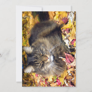 Engraçado, Maine Coon, tão feliz
