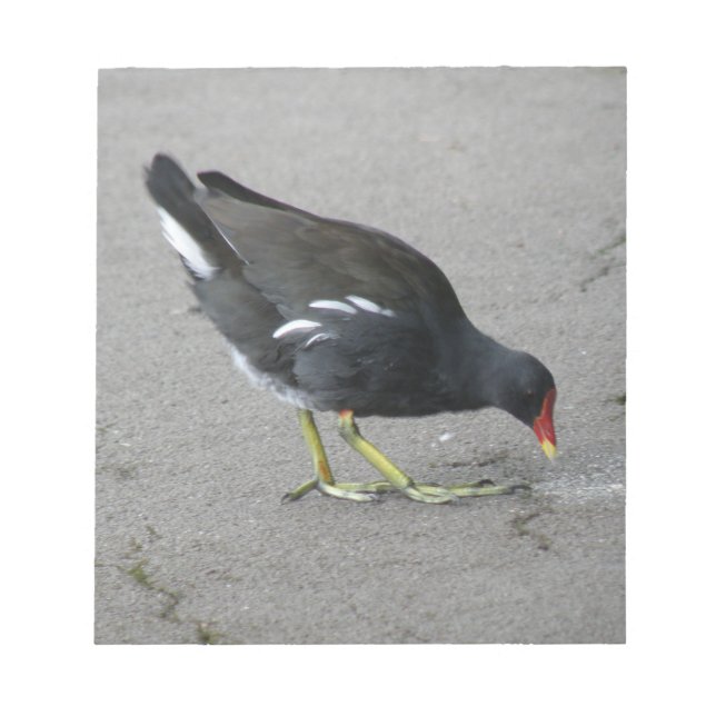Engraçado Moorhen Pegue um Bloco de Notas de Arco (Frente)