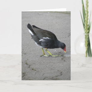 Engraçado Moorhen Tome um Cartão de Saudação de Ar