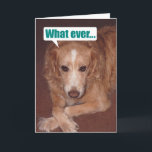 Engraçado Mutt com Cartão de Atitude<br><div class="desc">Esta é nossa raça mista (Ouro Retriever e australiano Shepherd),  Chelsea,  com muita atitude.</div>