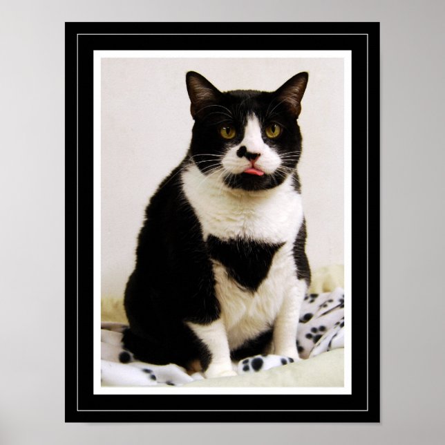 Engraçado Tuxedo Cat Poster (Frente)