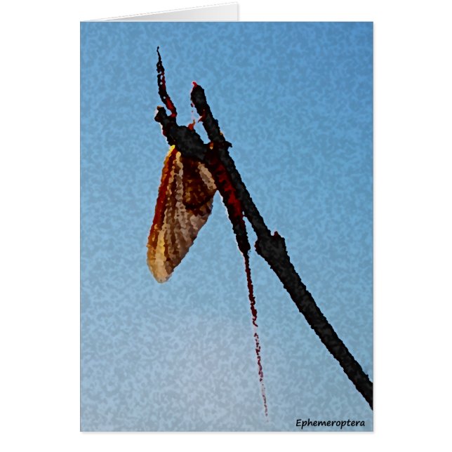 Ephemeroptera - cartão (Frente)