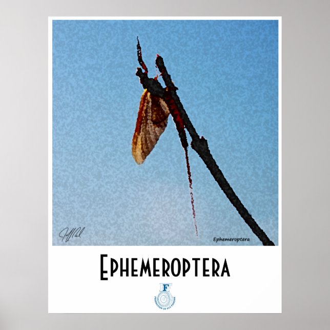 Ephemeroptera - Poster (Frente)