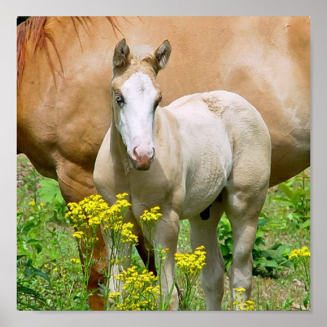 Equine Art Poster Impressão (Frente)