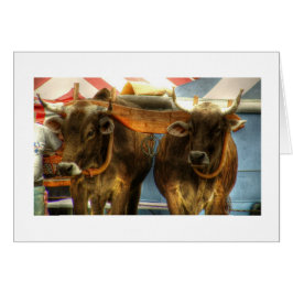 Equipe dos bois no sanduíche justo: Cartão
