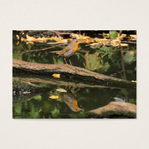 Erithacus rubecula