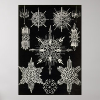 Ernst Haeckel - Acanthophracta Poster