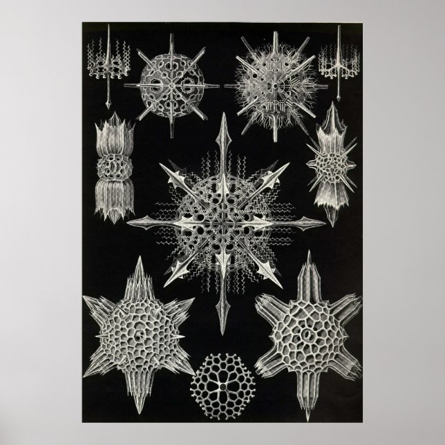Ernst Haeckel - Acanthophracta Poster (Frente)
