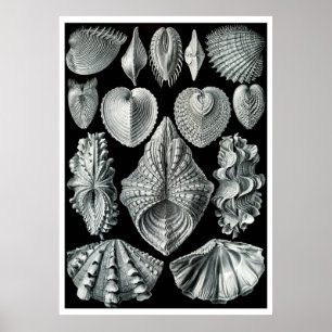 ERNST HAECKEL: Acephala, poster das belas artes da