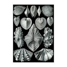 ERNST HAECKEL: Acephala, Poster de arte de qualida