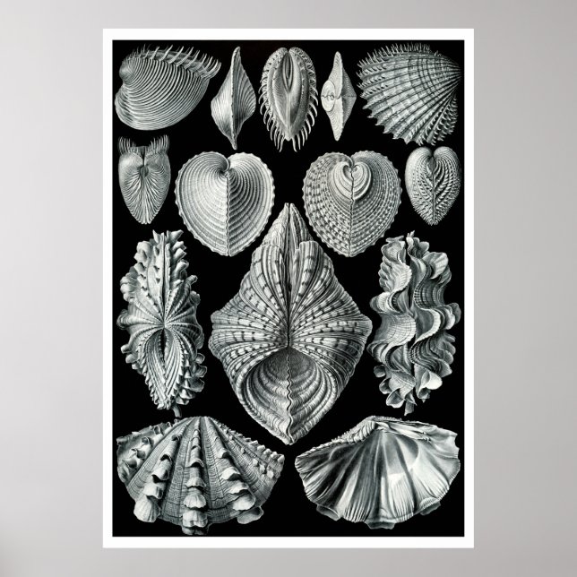 ERNST HAECKEL: Acephala, Poster de arte de qualida (Frente)