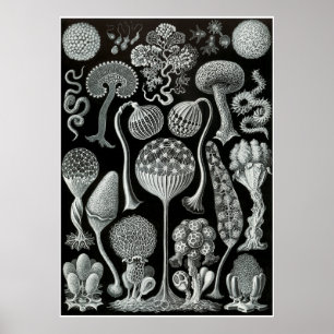 Ernst Haeckel Artforms Da Nature Impressão