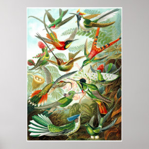 Ernst Haeckel Artforms Da Nature Impressão