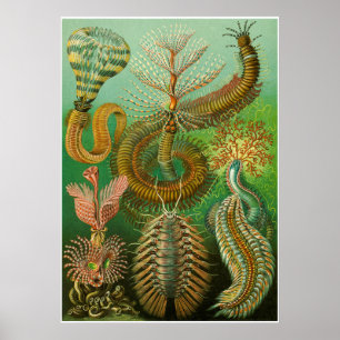 Ernst Haeckel Artforms Da Nature Impressão