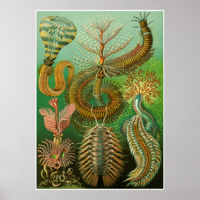 Ernst Haeckel Artforms Da Nature Impressão (Frente)