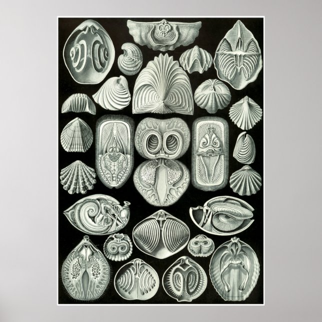 Ernst Haeckel Artforms Da Nature Impressão (Frente)