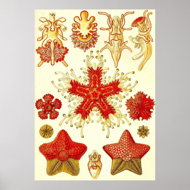 Ernst Haeckel - Asteridea Poster (Frente)