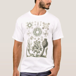Ernst Haeckel - Camiseta Hexactinellae