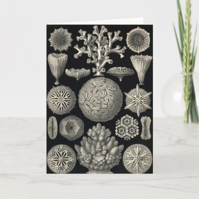 Ernst Haeckel - cartão de Hexacoralla (Frente)