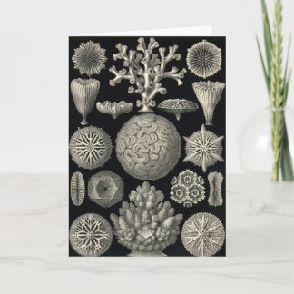 Ernst Haeckel - cartão de Hexacoralla