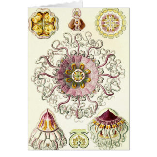 Ernst Haeckel - cartão de Peromedusae