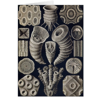 Ernst Haeckel - cartão de Tetracoralla