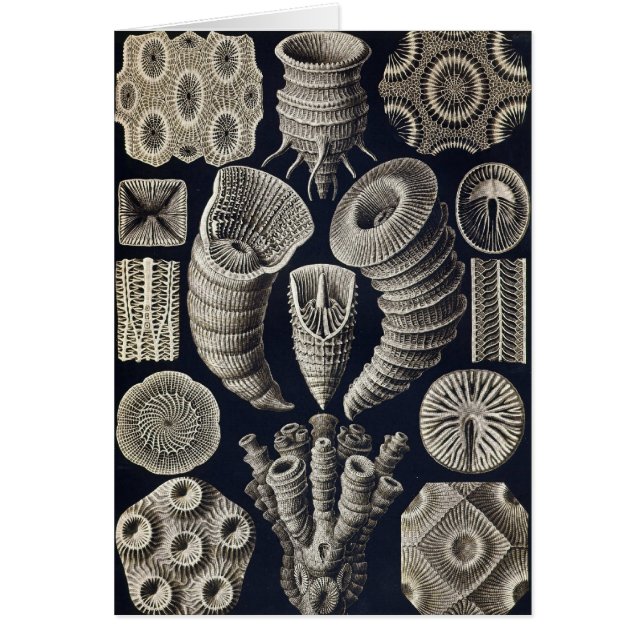 Ernst Haeckel - cartão de Tetracoralla (Frente)