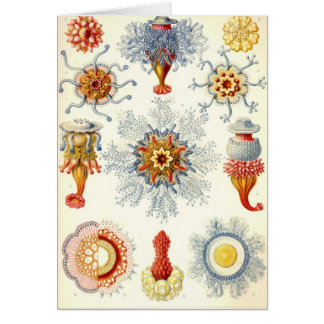 Ernst Haeckel - cartão Siphonophorae2