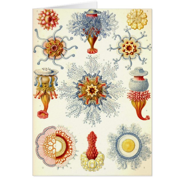 Ernst Haeckel - cartão Siphonophorae2 (Frente)