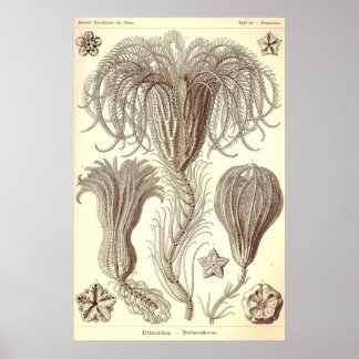 Ernst Haeckel - Crinoidea Poster