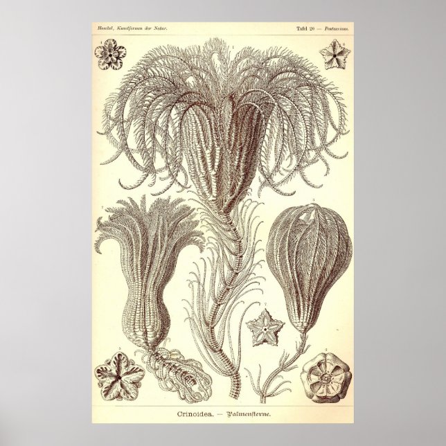 Ernst Haeckel - Crinoidea Poster (Frente)