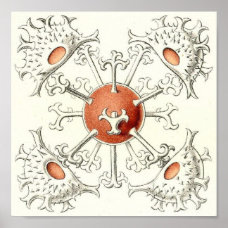Ernst Haeckel - Desmidiea Detail Portfolio Poster