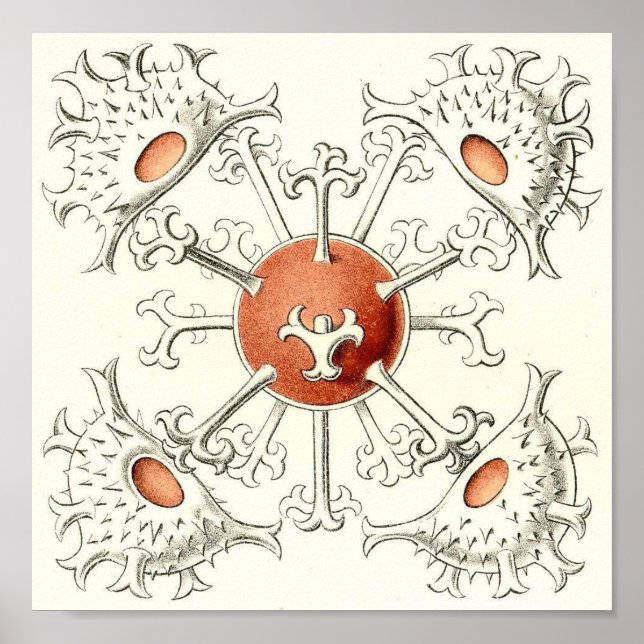 Ernst Haeckel - Desmidiea Detail Portfolio Poster (Frente)