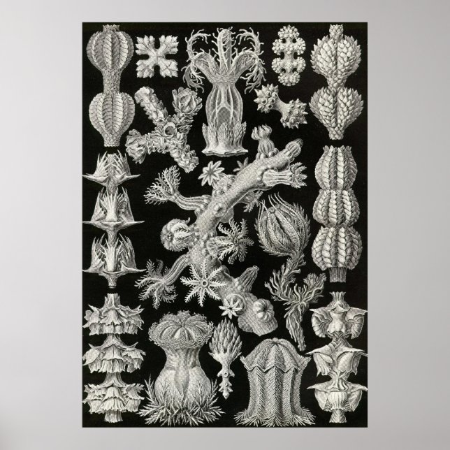 Ernst Haeckel - Gorgonida Poster (Frente)